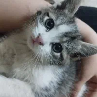 واگذاری بچه گربه نر|گربه|مشگین شهر, |دیوار