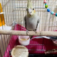 عروس هلندی و مرغ عشق دستی|پرنده|سیرجان, |دیوار