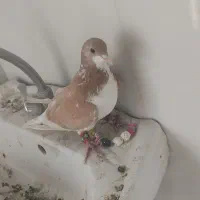 کفتر شهری|پرنده|شیراز, قلات|دیوار