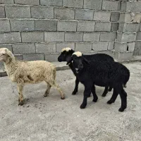 بره اصیل نژاد دار و بزغاله