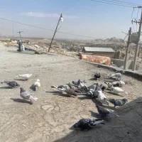کفتر|پرنده|مشهد, رباط طرق|دیوار