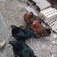 11عدد مرغ و خروس دزدیده شده در قره قاچ