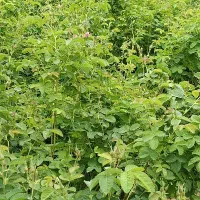 قلمه انگور و ریشه دار ونهال گل محمدی وگل رزهلندی