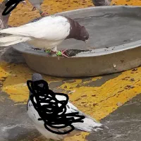 چندعدد رنگه معاوضه باجوجه کفتر