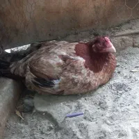 مرغ لاری