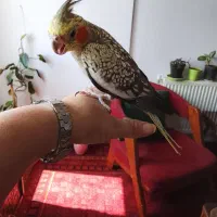عروس هلندی مولد