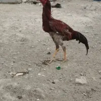 خروس لاری 1ساله