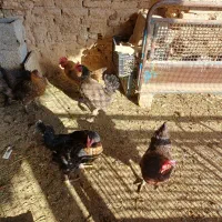 فروش  مرغ|حیوانات مزرعه|خمینیشهر, |دیوار