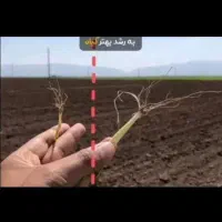 کود مخصوص بذرمال / تضمین 20% افزایش تناژ