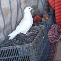 کبوتر سفید کاکلی