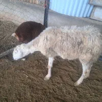 گوسفند بره دار