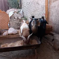 بره نر و بزغاله شیرکن