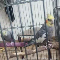 عروس هلندی نر سخن گو