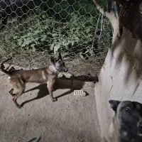 مالینویز فروشی|سگ|خواف, |دیوار