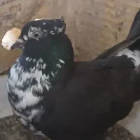 سلام ۳تاکبوتر قشنگ
