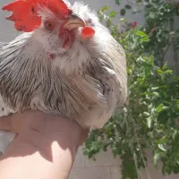 خروس معاوضه با مرغ