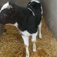 گوساله نر|حیوانات مزرعه|مرودشت, فاز اول شهرک فرهنگیان|دیوار