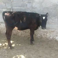 گوساله نر ۶ماهه