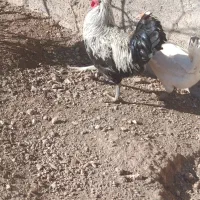 خروس|حیوانات مزرعه|جوکار, |دیوار