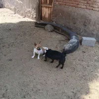 دوعدد طوله|سگ|آذرشهر, |دیوار