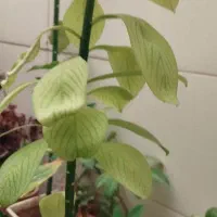 گیاه|گل و گیاه طبیعی|آبدانان, |دیوار