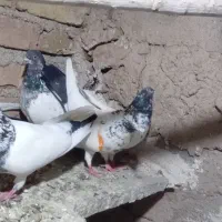 کله دوم سبز