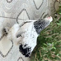 مرغ پا پری