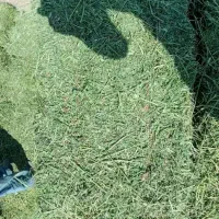فروش یونجه خشک خالص