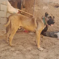 سگ گوسفندی|سگ|پائین جام, |دیوار