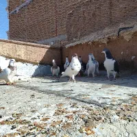 8عددهفرنگ رنگی بشرط تخم جوجه