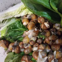 حلزون های آفریقایی کلاژن ساز