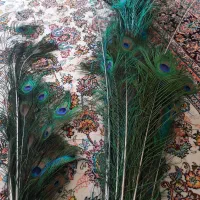 پر تاوس بزرگ ها شاخه ی ۵هزار کوچیکا۲هزار