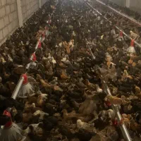 جوجه مرغ و خروس محلی گلپایگان و جهادی