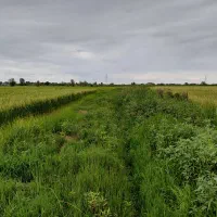 شالیزار برنج.زمین کشاورزی.شالیزار|فروش زمین و ملک کلنگی|رشت, منظریه|دیوار