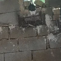 طوقی|پرنده|میمند, |دیوار