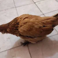 مرغ و خروس مینیاتوری