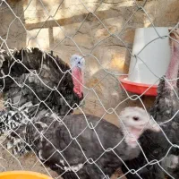 ۳ عدد بوقلمون برنز یک نر و دوماده