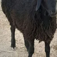 گوسفندزنده بره نر