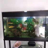 آکواریوم وماهی کوی.گوپی