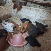 مرغ و خروس رسمی|حیوانات مزرعه|ماهدشت, |دیوار