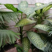 گلهای اپارتمانی|گل و گیاه طبیعی|شیراز, شهرک والفجر|دیوار