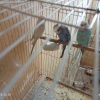 مرغ عشق|پرنده|آبادان, |دیوار