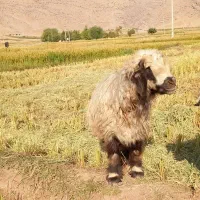 گوسفند
