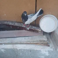 کبوتر کاشانی تیدی|پرنده|مسجد سلیمان, |دیوار