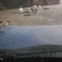 غاز رو با مرغ عوض میکنم توله هارو هم میفروشم