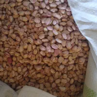 ۲۰۰کیلولوبیا چیتی فروشی