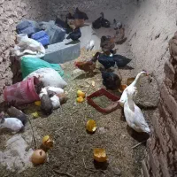 مرغ،اردک،خرگوش|حیوانات مزرعه|دهگلان, |دیوار