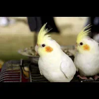 عروس هلندی مولد لوتینو