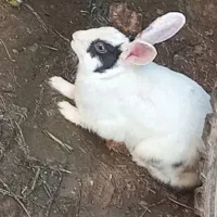 موبایل× خرگوش جفت مولد