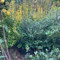 یاس هلندی|گل و گیاه طبیعی|واجارگاه, |دیوار